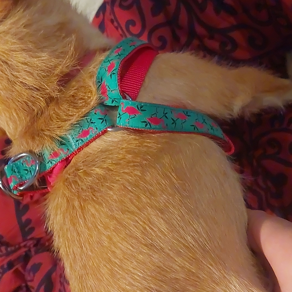 Dog Harness - Picture 3 of 5